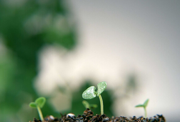 植物類原料生產碳粉以降低二氧化碳的排放